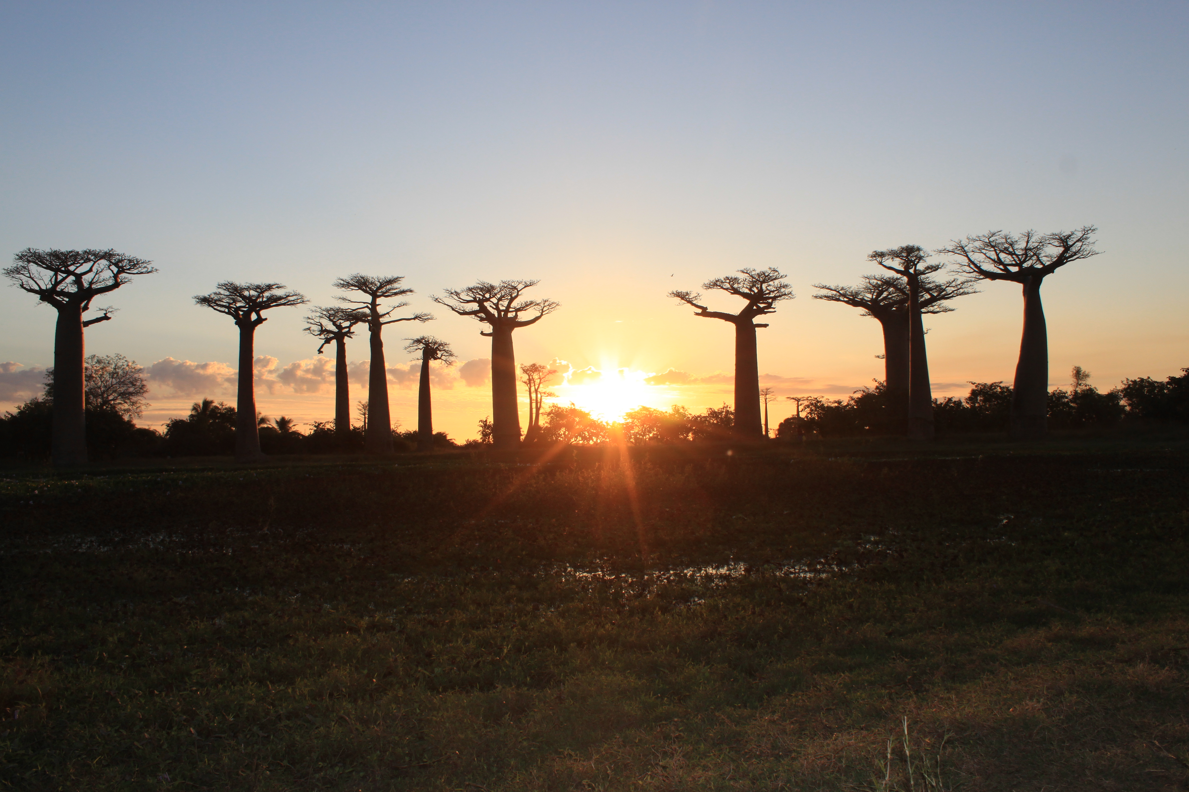 traumhafte Stimmung beim Sonnenuntergang an der Baobaballee