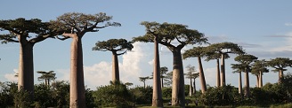 Expedition durch das Baobabland